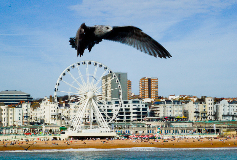 Hitchcock's birds at Brighton