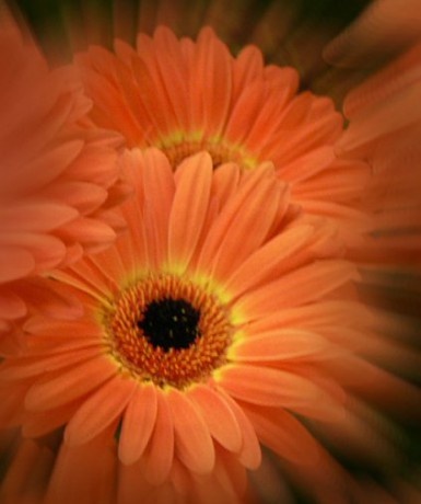 gerbera2