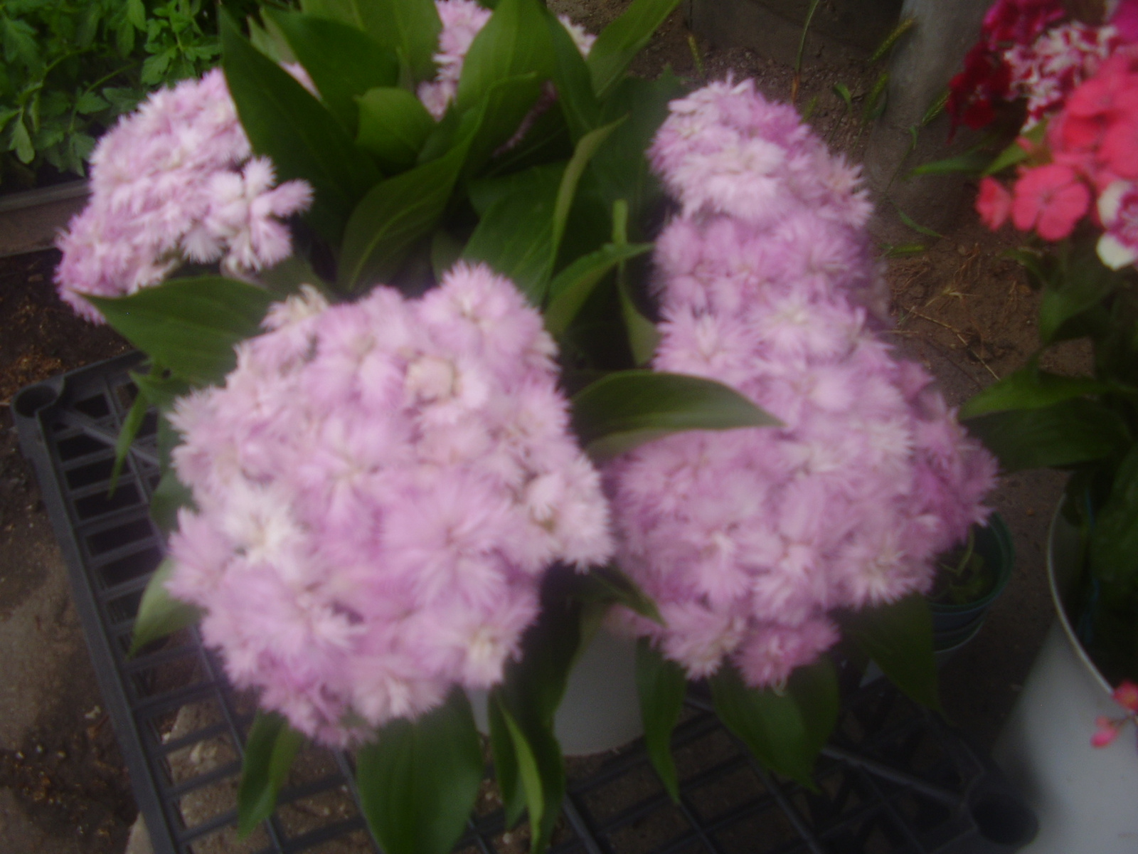 ovi virágok májusi szekfű illatos 004