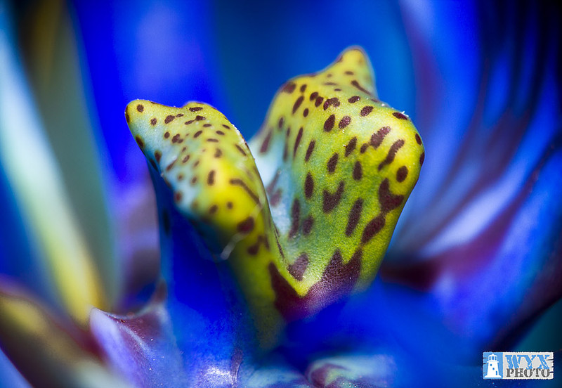 Egy varázslatos orchidea mélyén