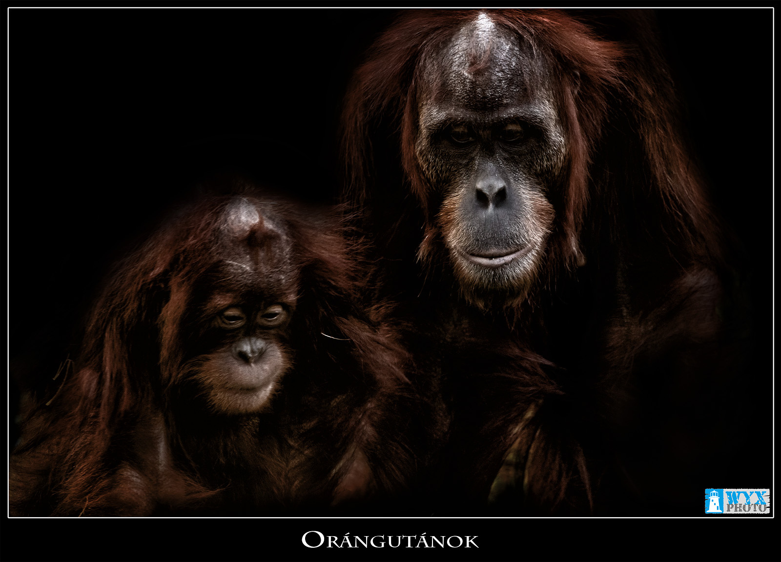 Orángutánok