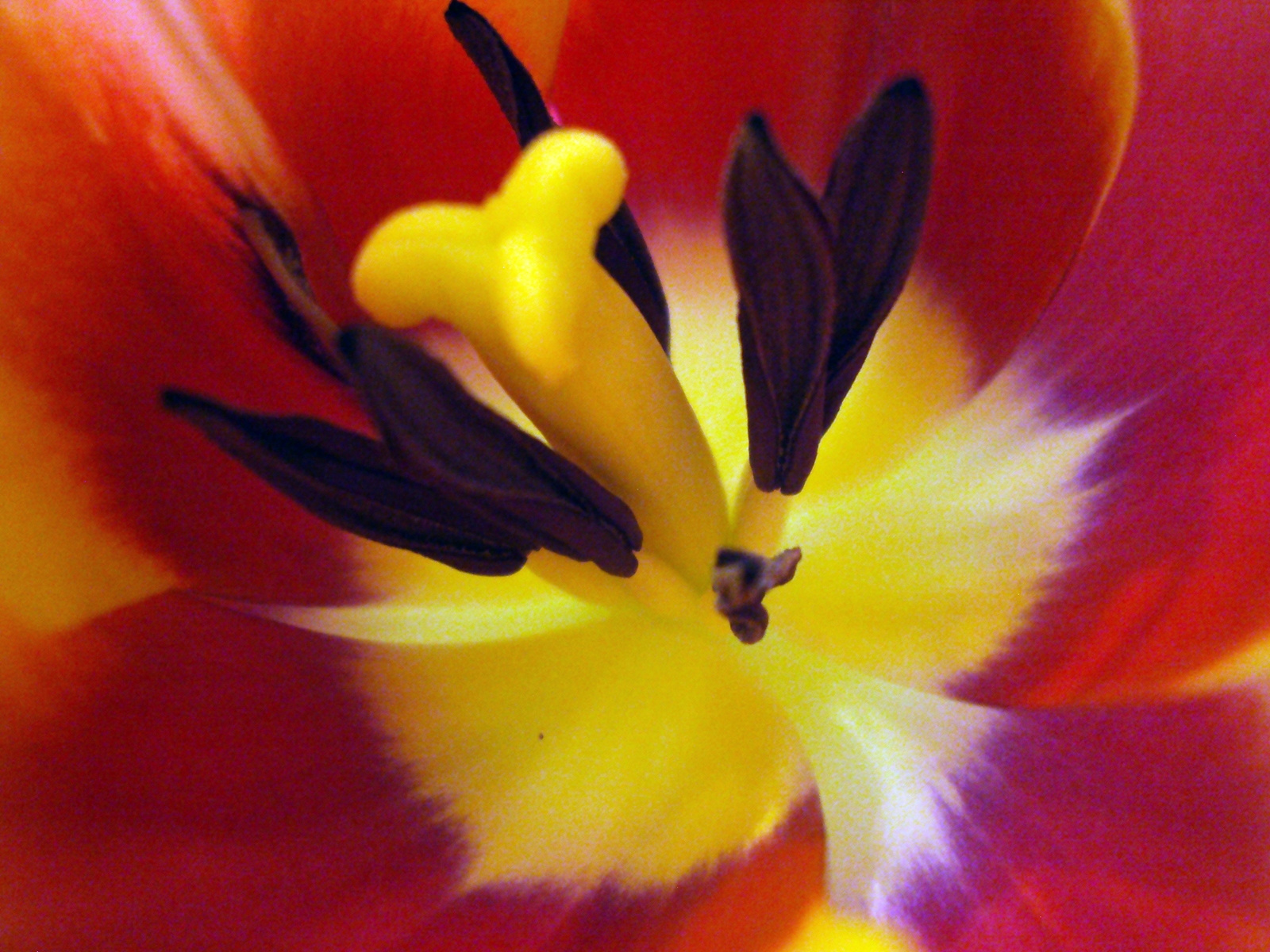 Bibe parádé-tulipán