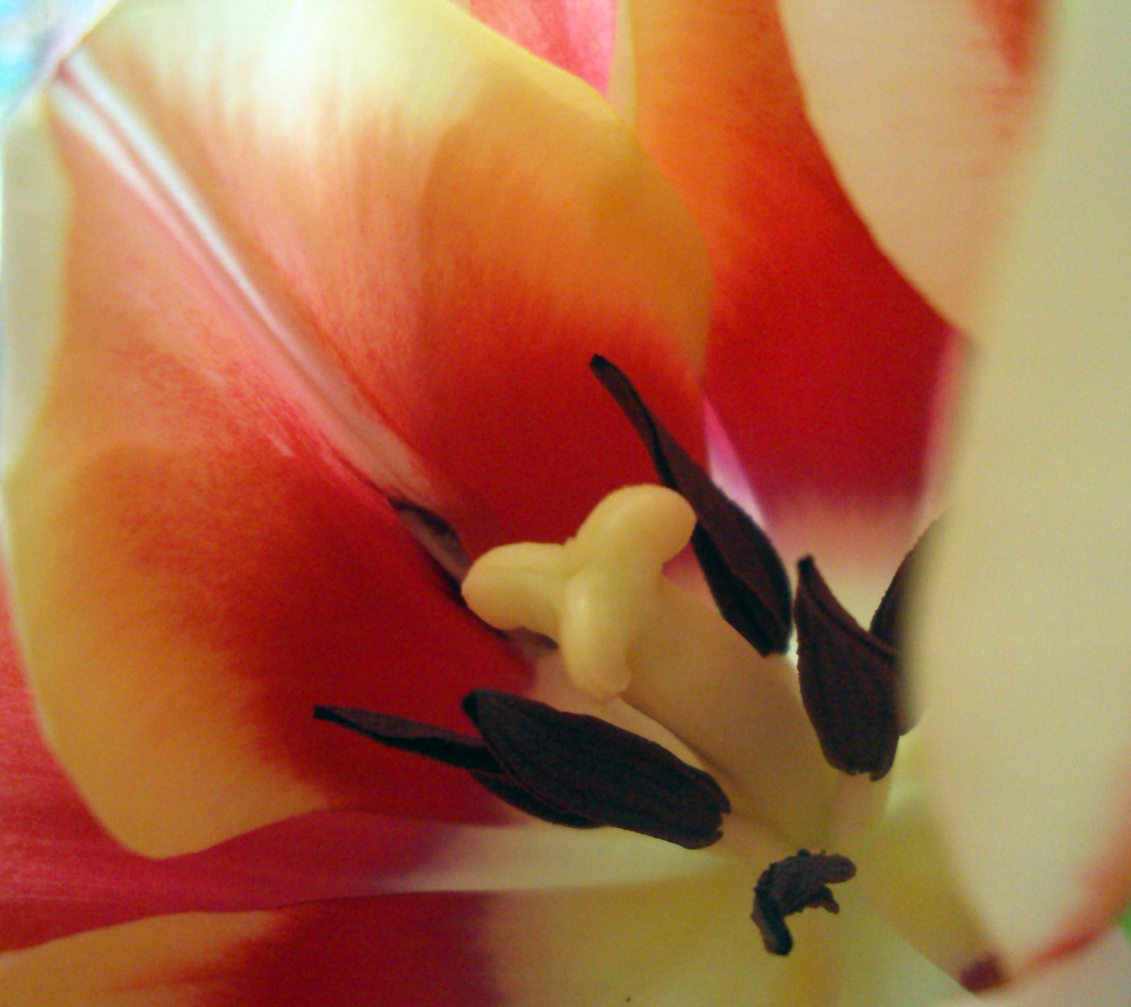 Bibe parádé-tulipán