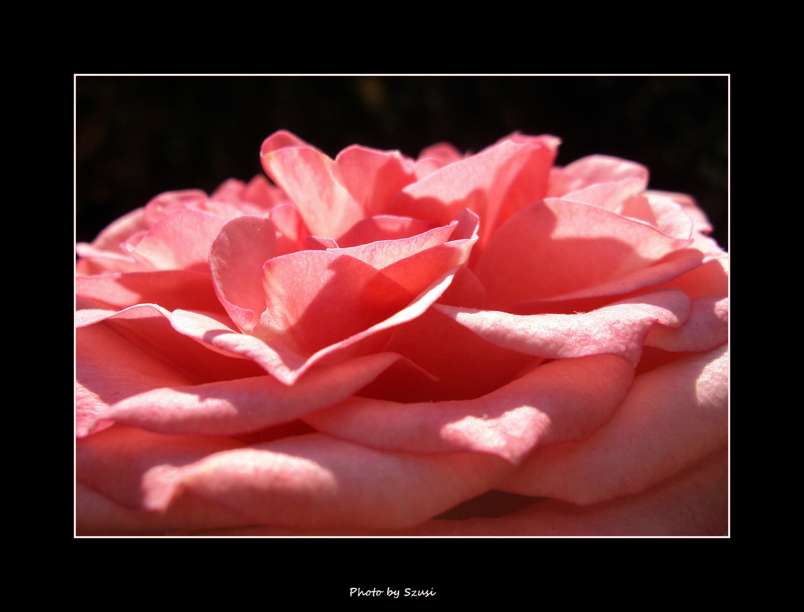 Kiara rózsája