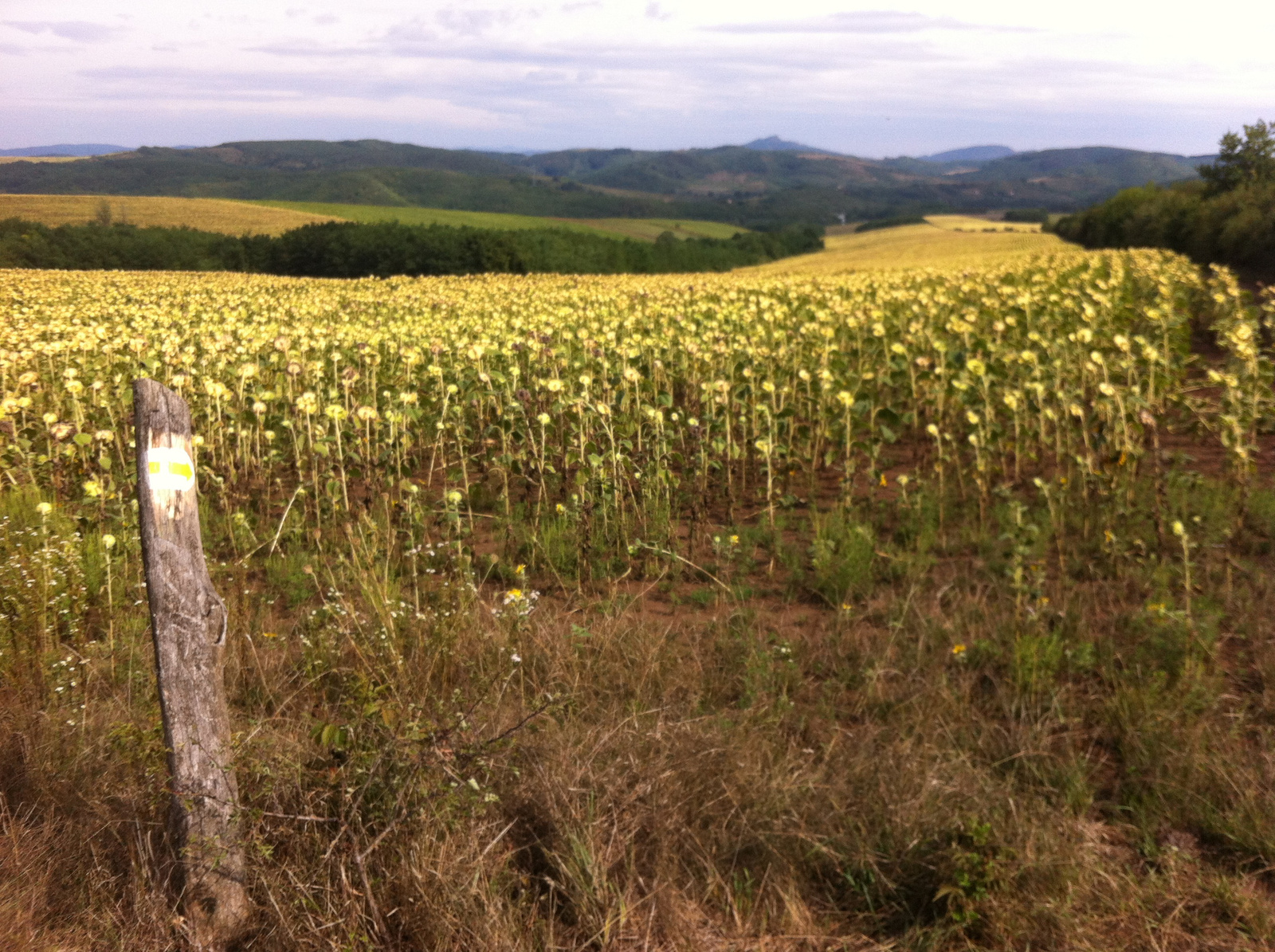 20150820 Kétbodony-Nósa-hegy (14)