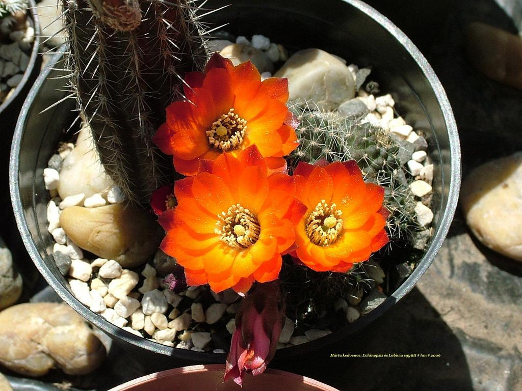 Echinopsis Lobivia Marta kedvence