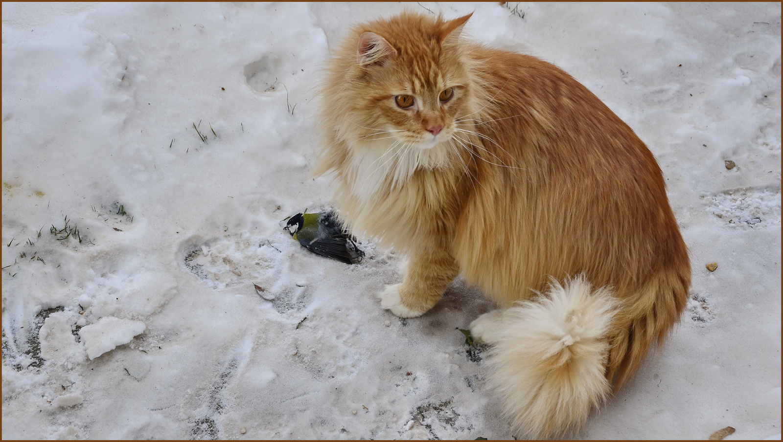 Maine Coon the Birdhunter