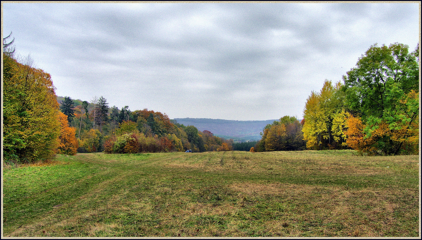 Lófőtisztás1