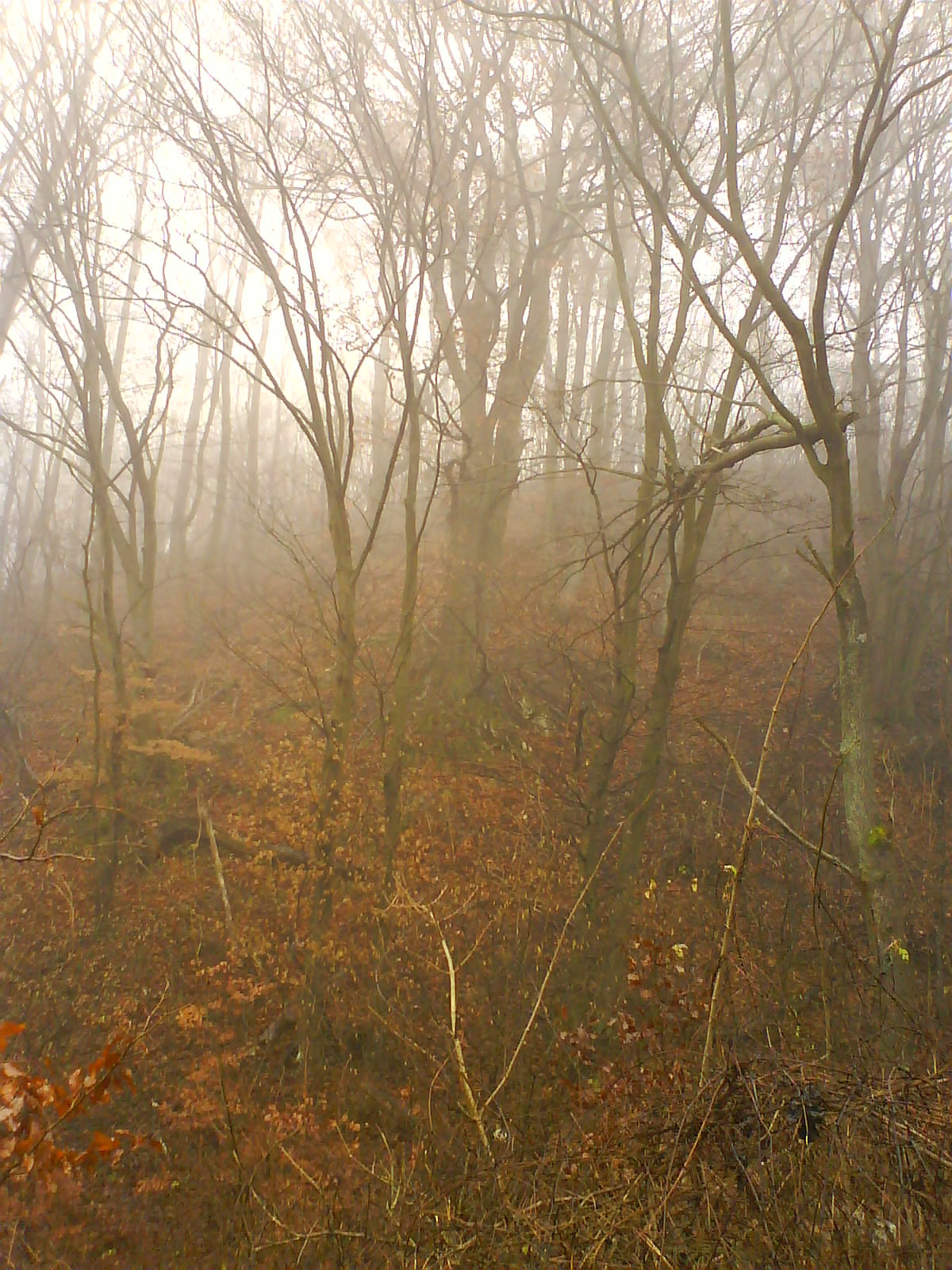 11.20 ködös erdő