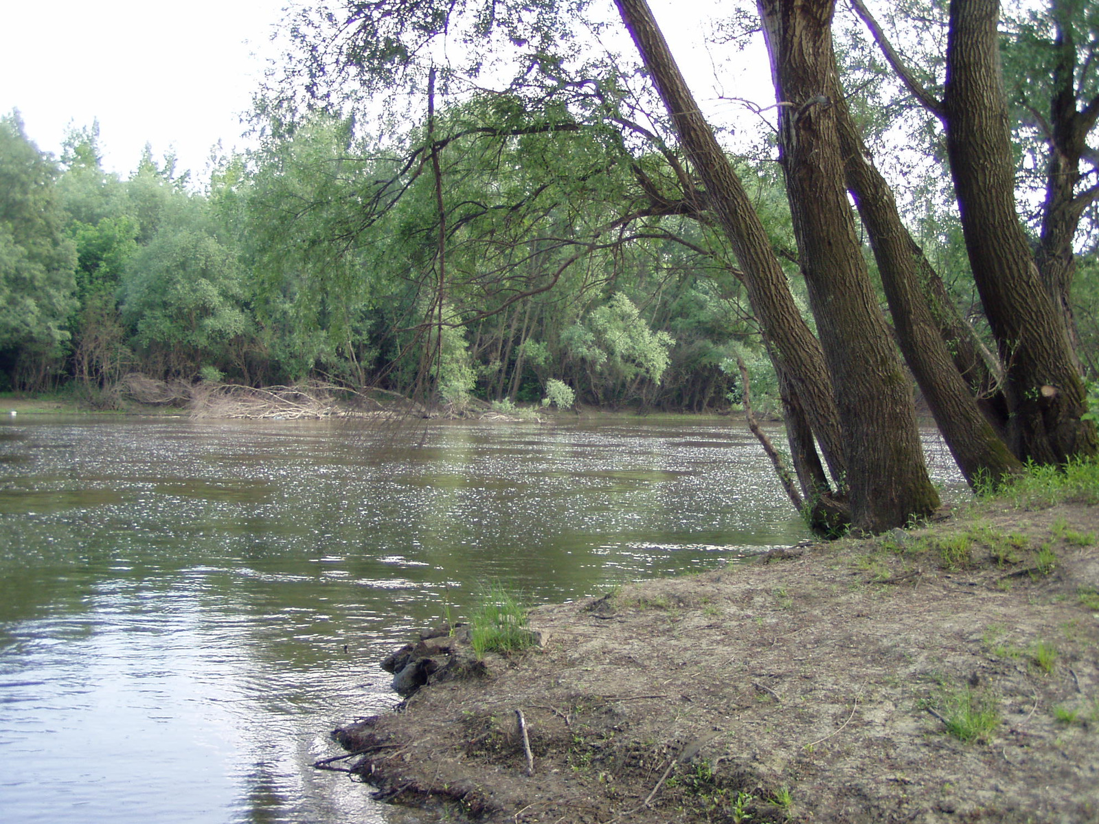 Mosoni-Duna a patak torkolatnál