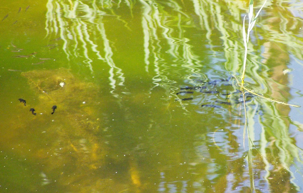 Halacskák a zöld vízben