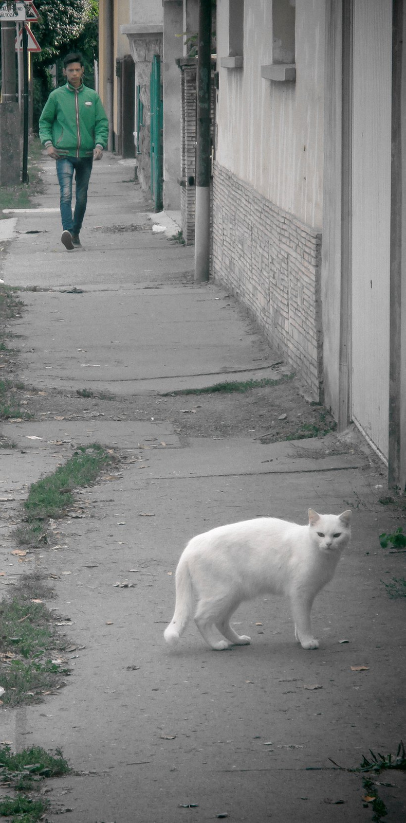 Fehér macska