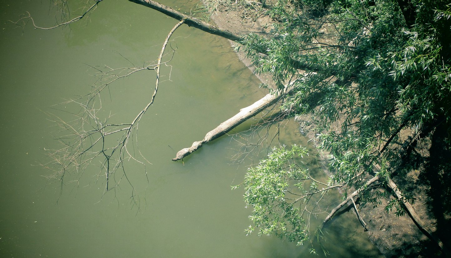 Hódrágta fa (Rába folyó)