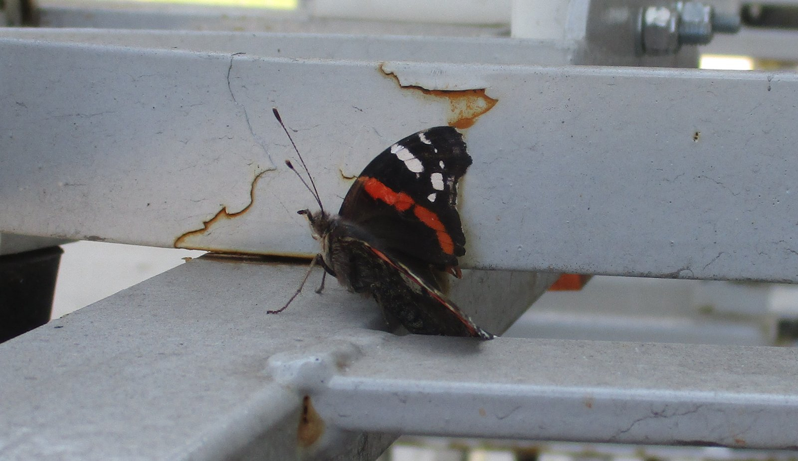 Dying papillon 4