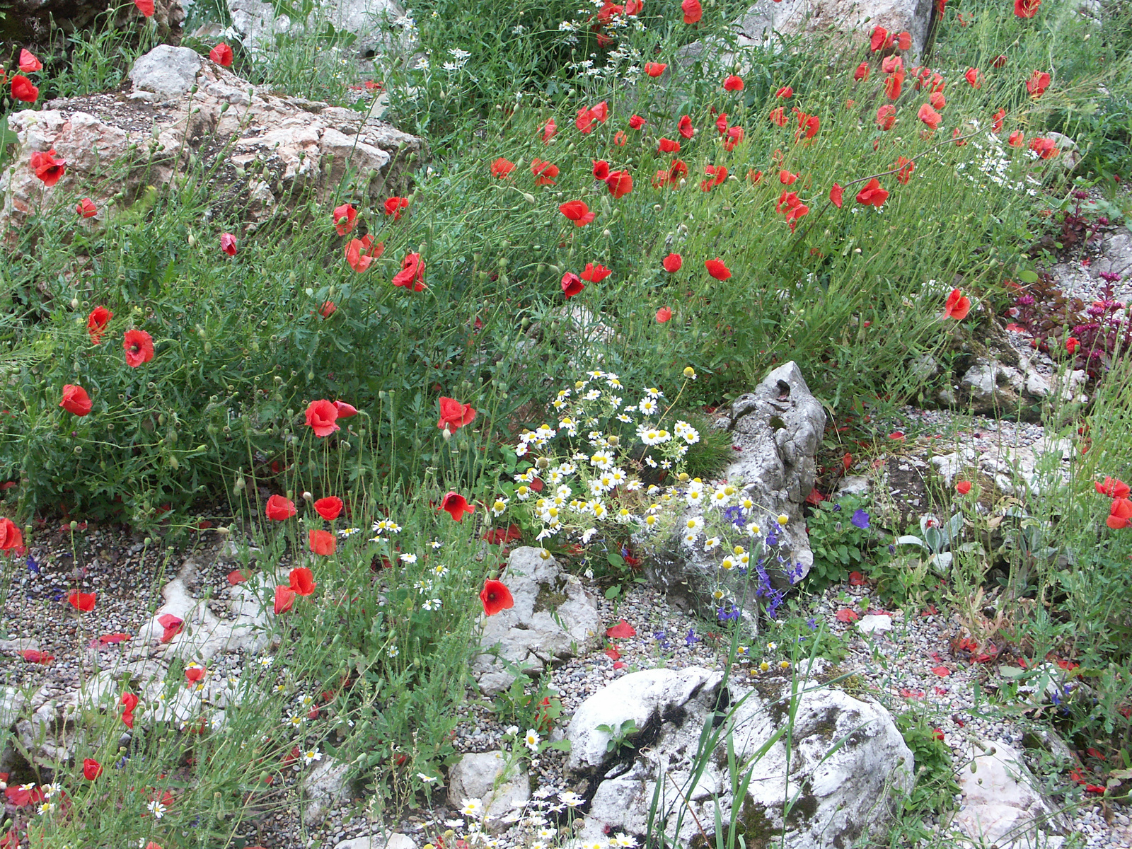 Alpengarten