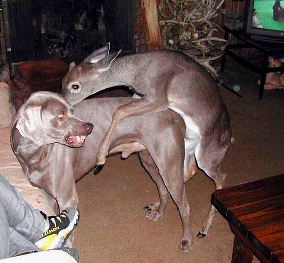 deer dog fcuk