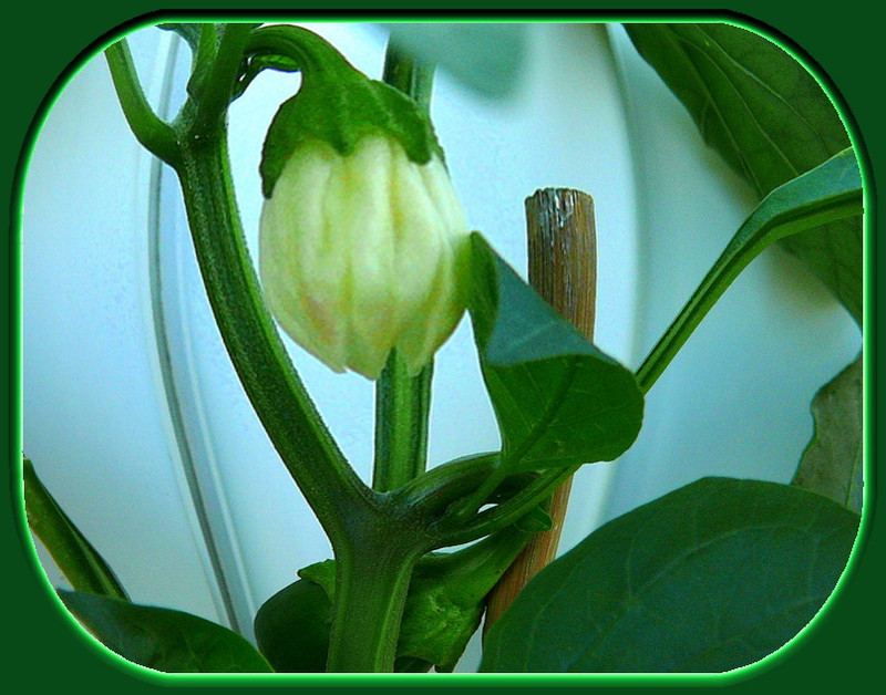 Paprika virága. P1170041