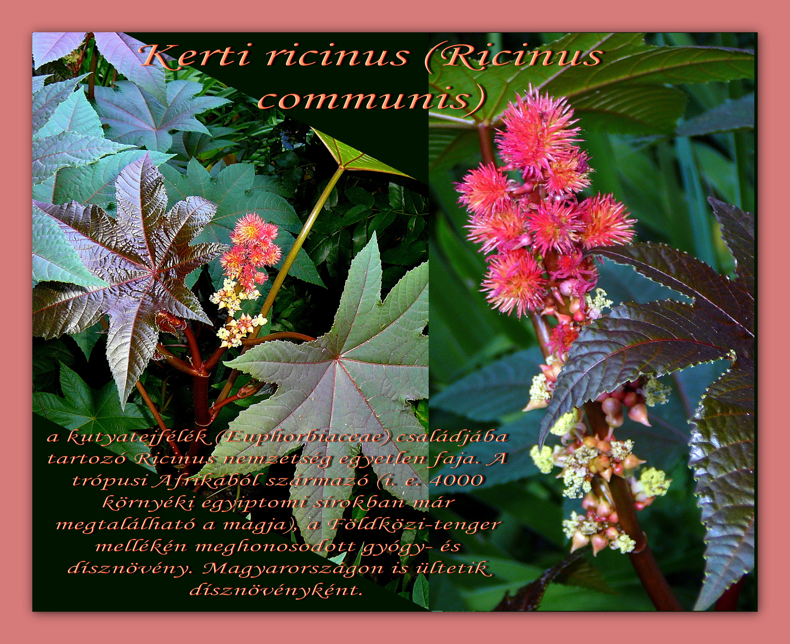 Ricinus.