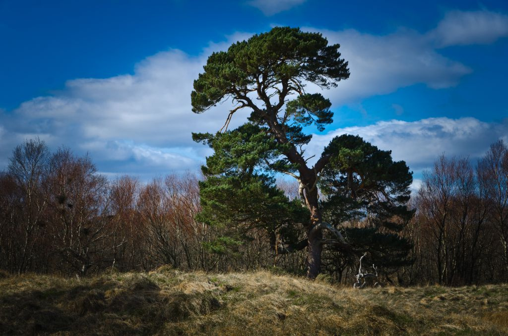 Tentsmuir