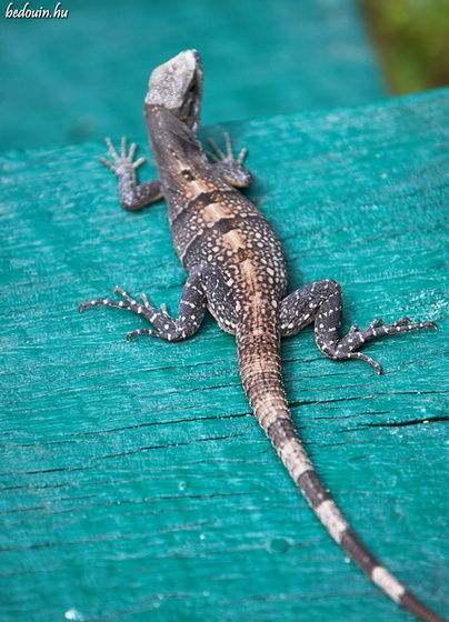 Bad camouflage - Hopkins, Belize, 2008