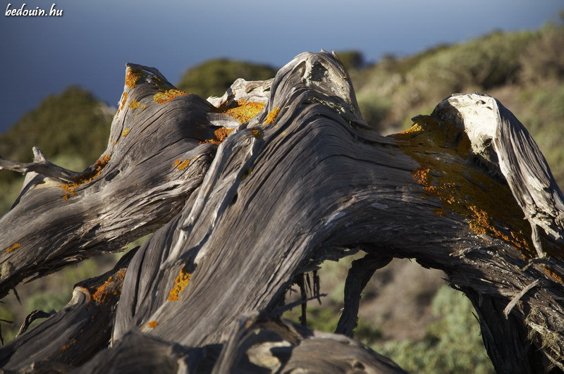 Wood and age - Canary Islands, 2006