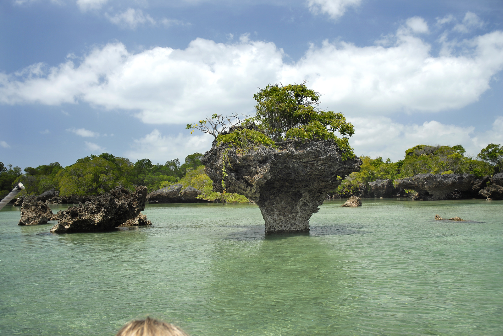 Zanzibar korálöböl a mangróvéban