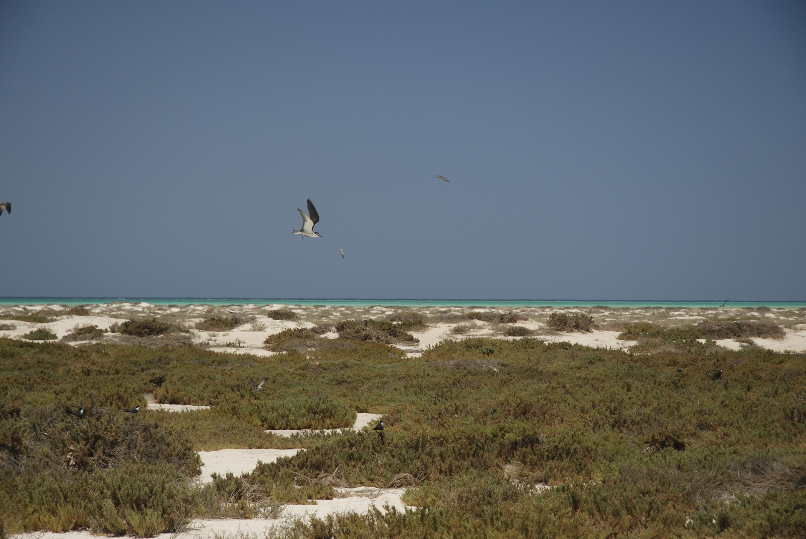 Marsa Alam (147)