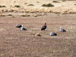 Patagóniai ludak