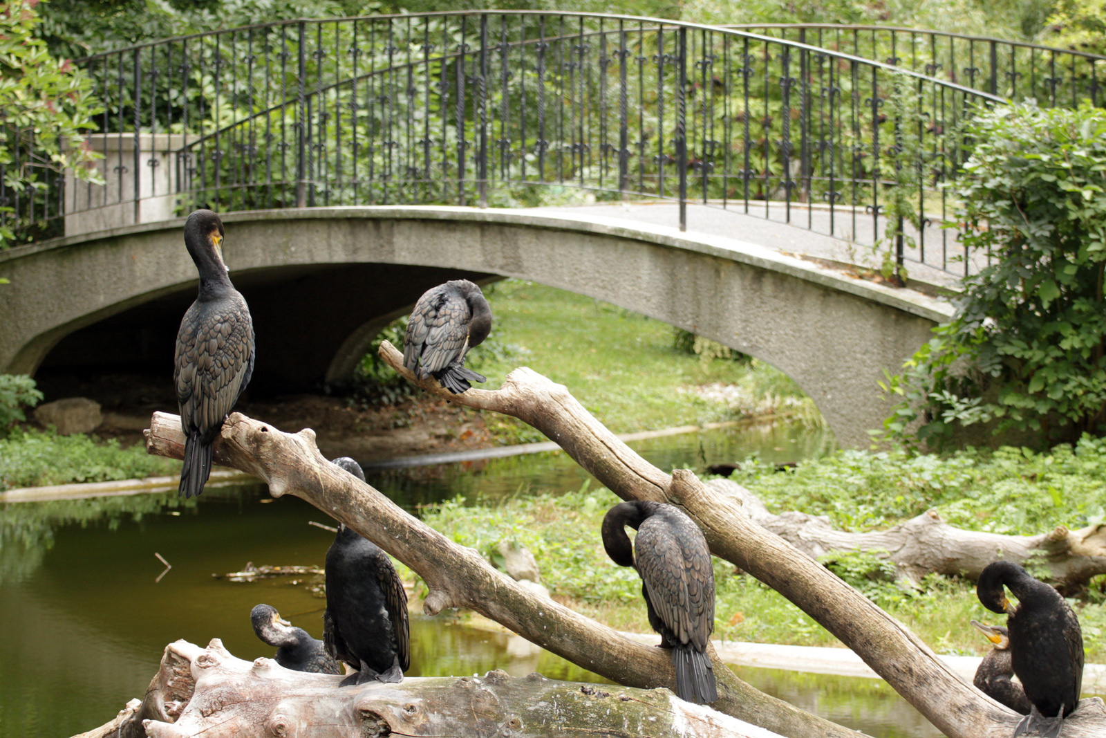 Schoenbrunn ZOO 16980