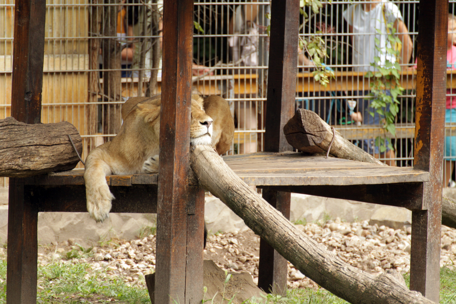 Nyiregyhazi ZOO 17624