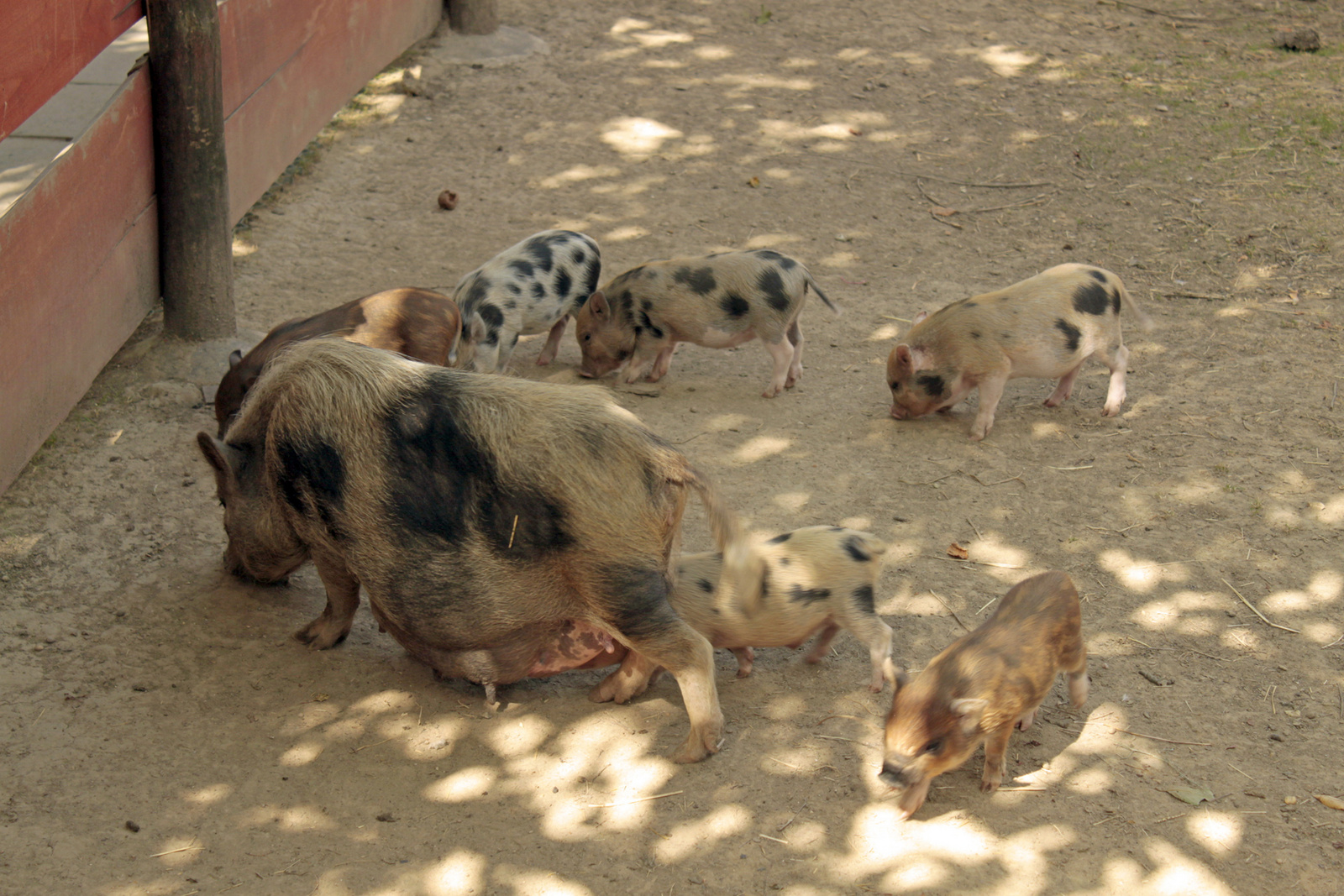 Komlói mini-zoo 18739