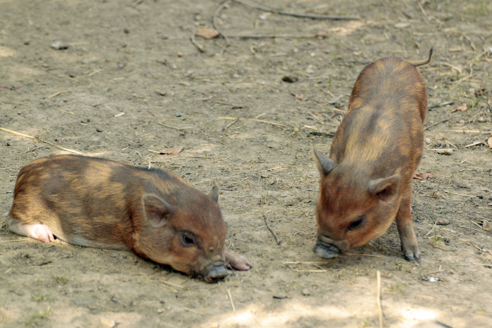 Komlói mini-zoo 18750