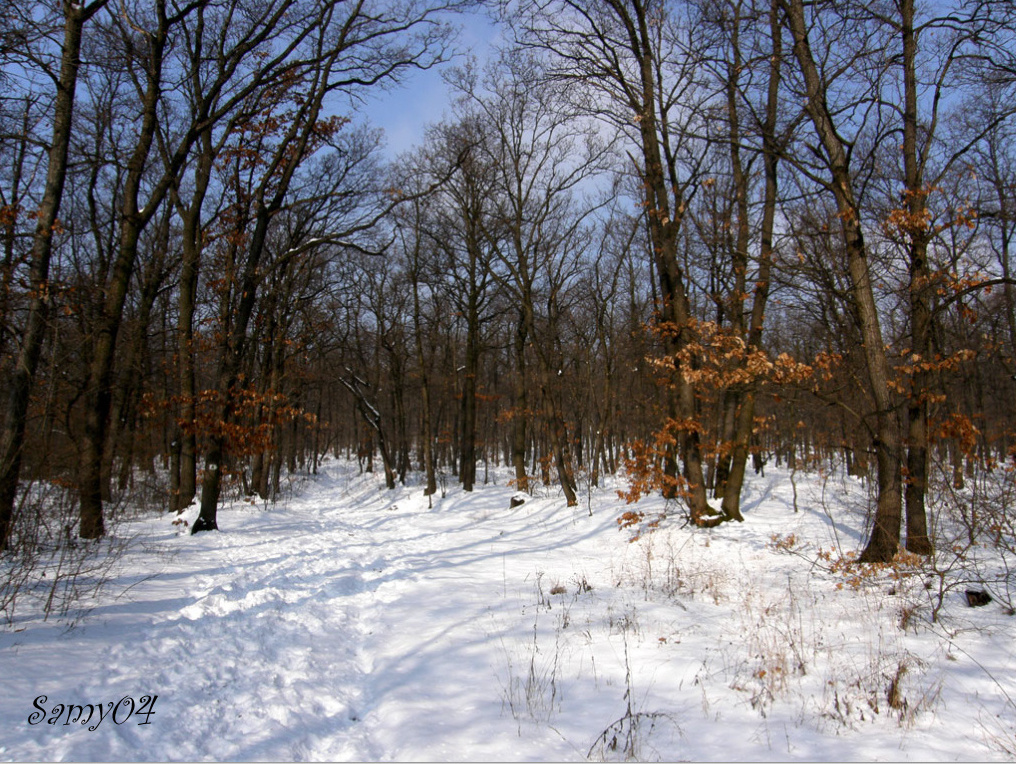 Téli erdő 1