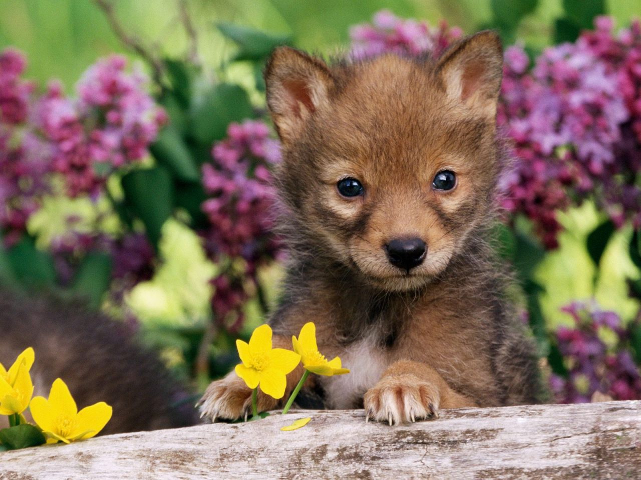 Coyote Pup