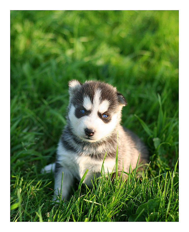 Husky Portrait by wachowicz