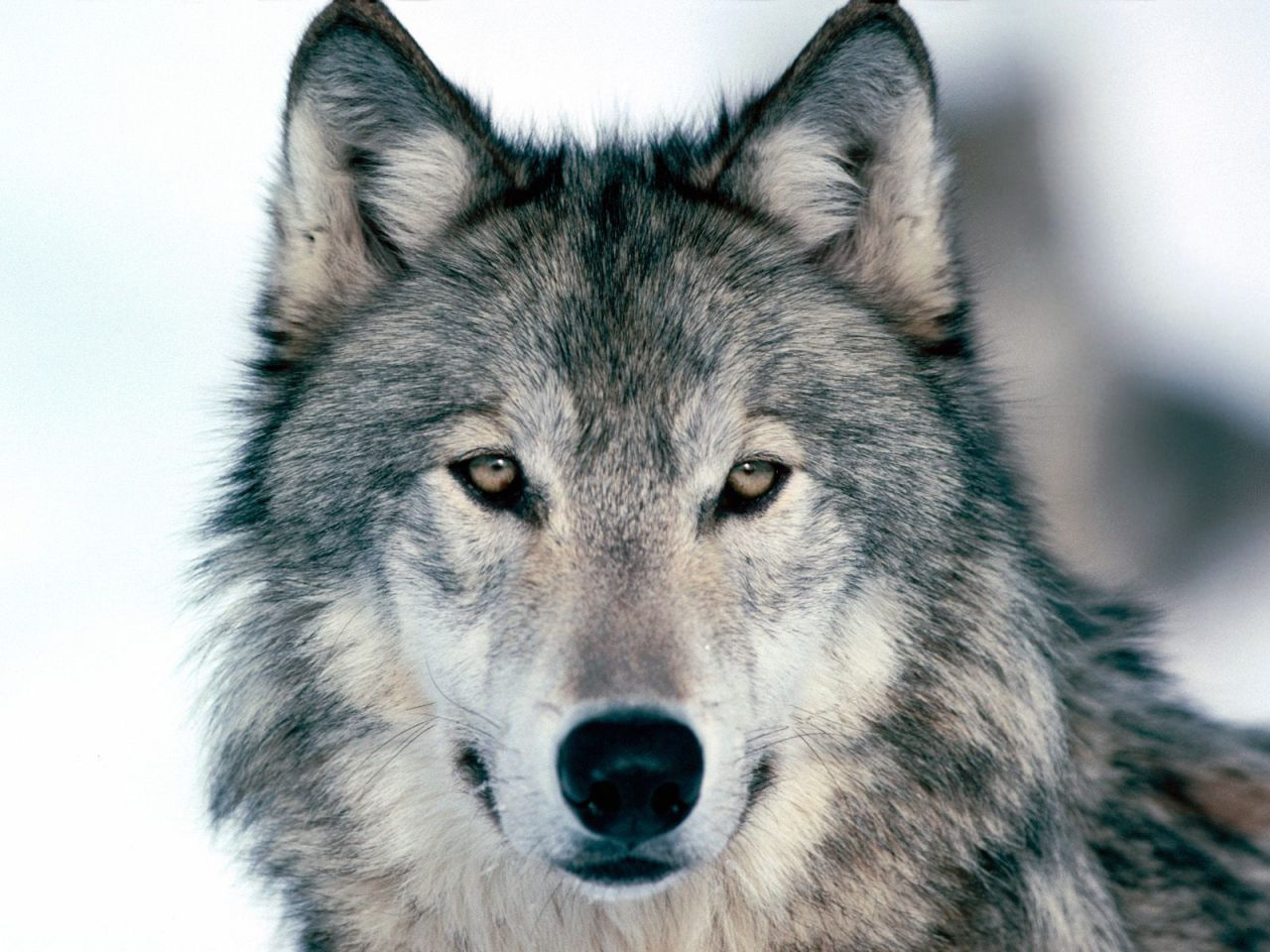 Look Into My Eyes%2C Winter Wolf