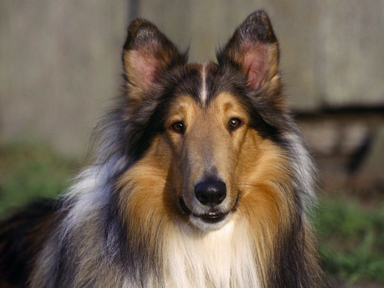 Sable Rough Collie