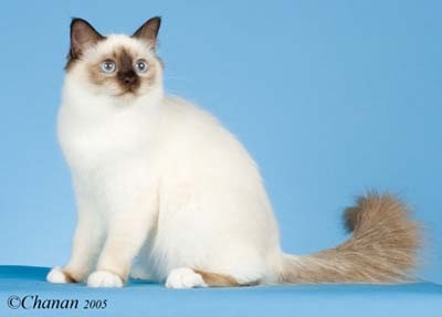 Birman