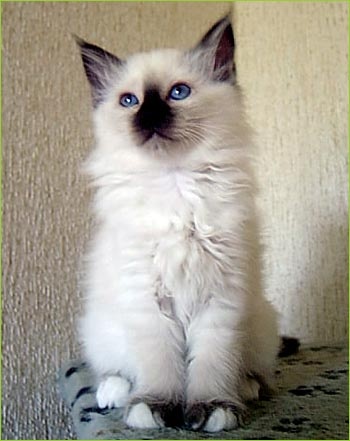 Birman2