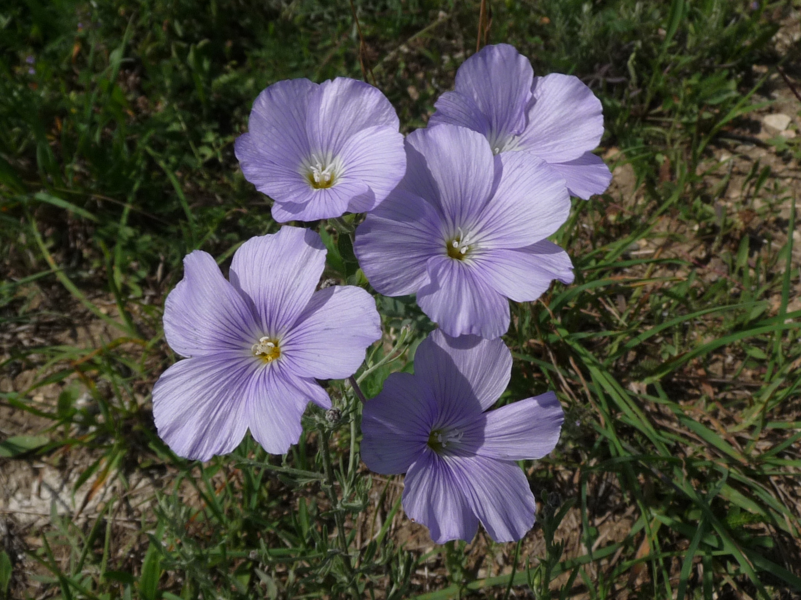 Pilis-tető 09.07.12 082