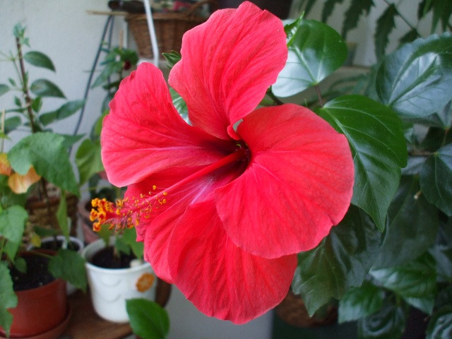 hibiszkusz