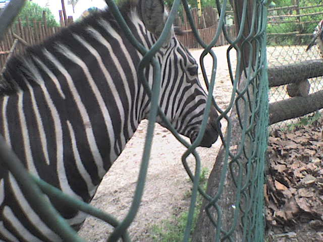 Zebra