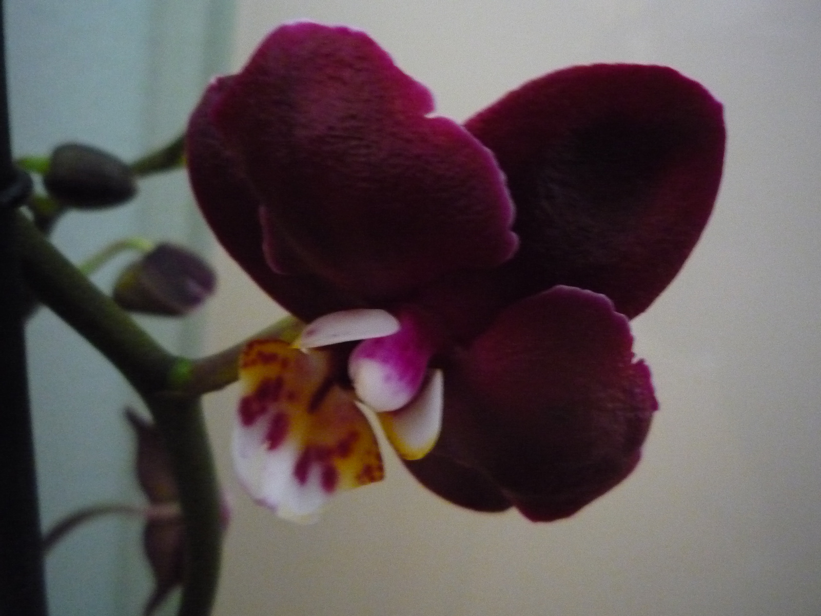 2011. ÁPRILIS  29. ORCHIDEÁK 004