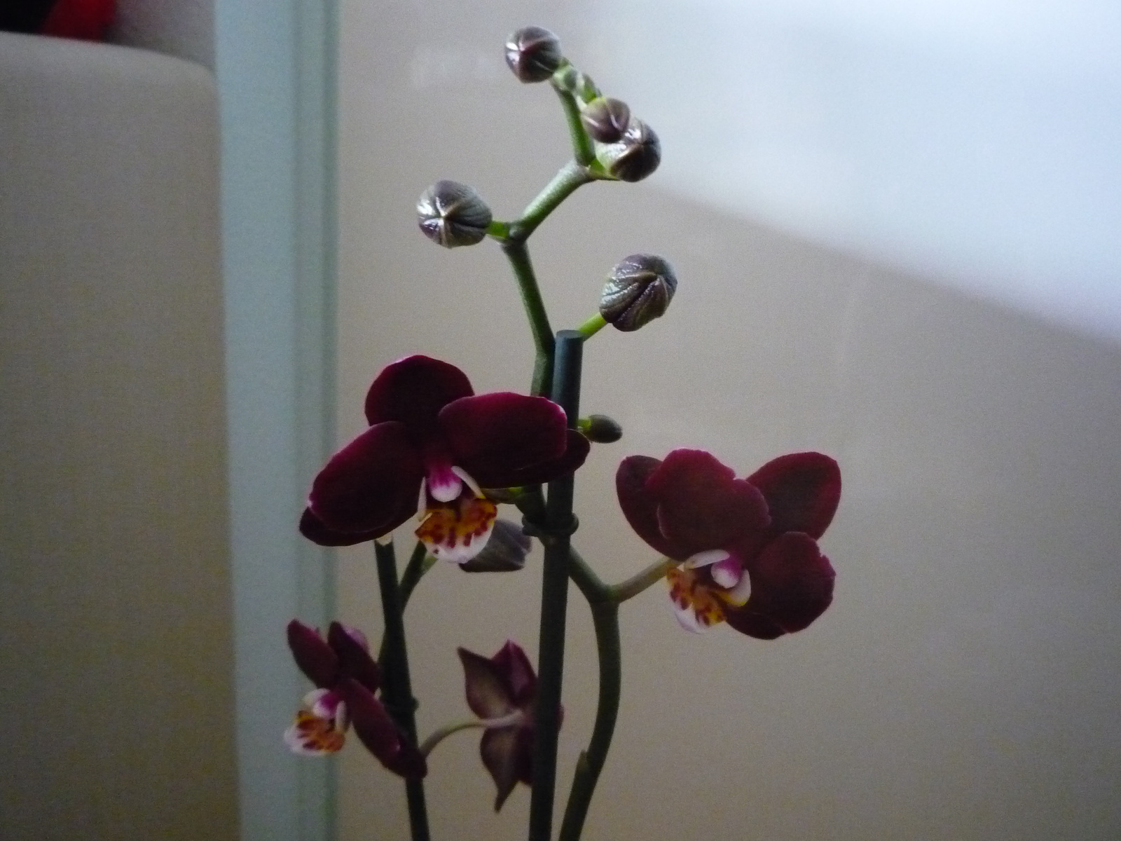 2011. ÁPRILIS  29. ORCHIDEÁK 008