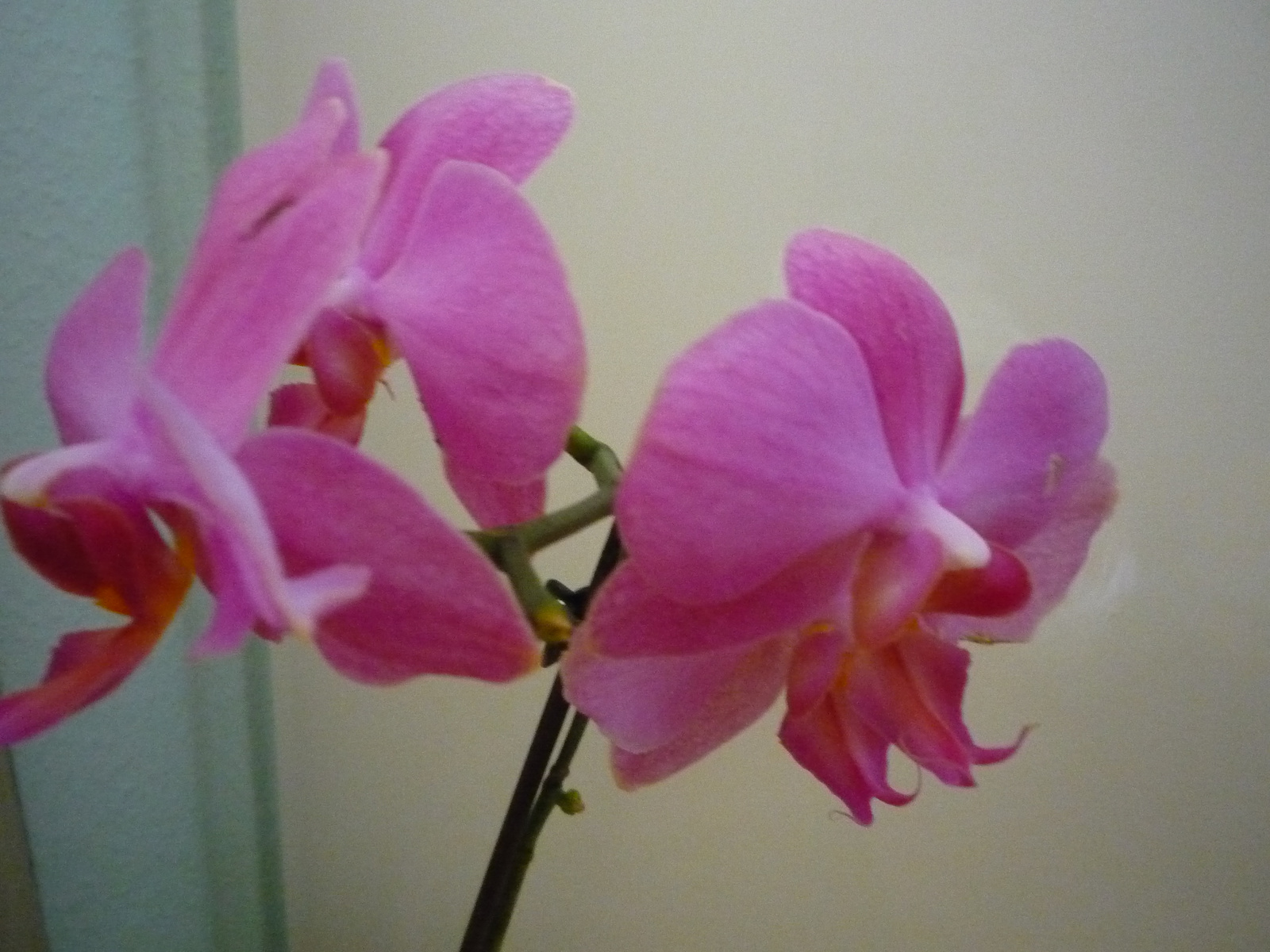 2011. ÁPRILIS  29. ORCHIDEÁK 035