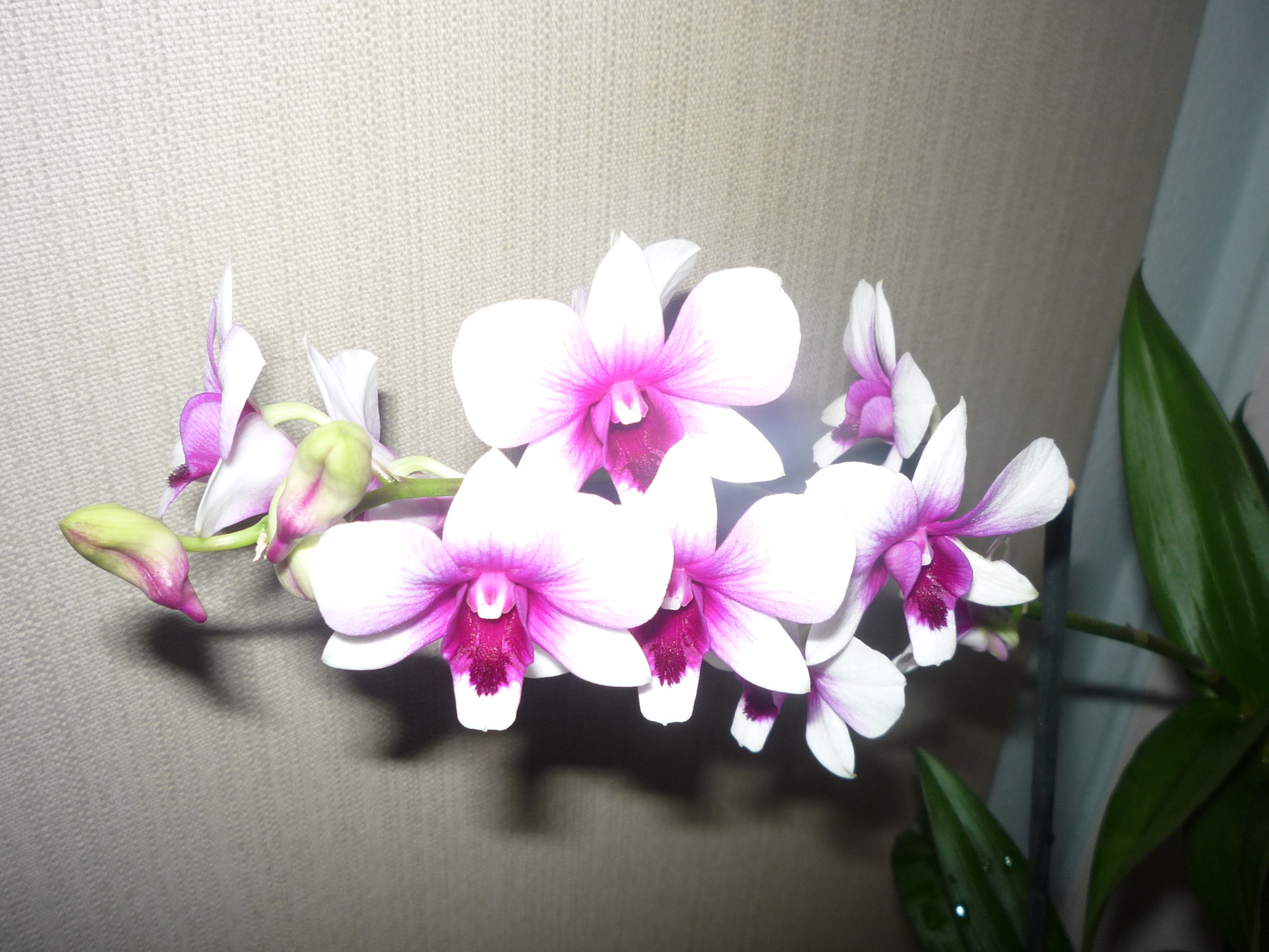 2011. SZEPTEMBER,25. DENDROBIUM 002