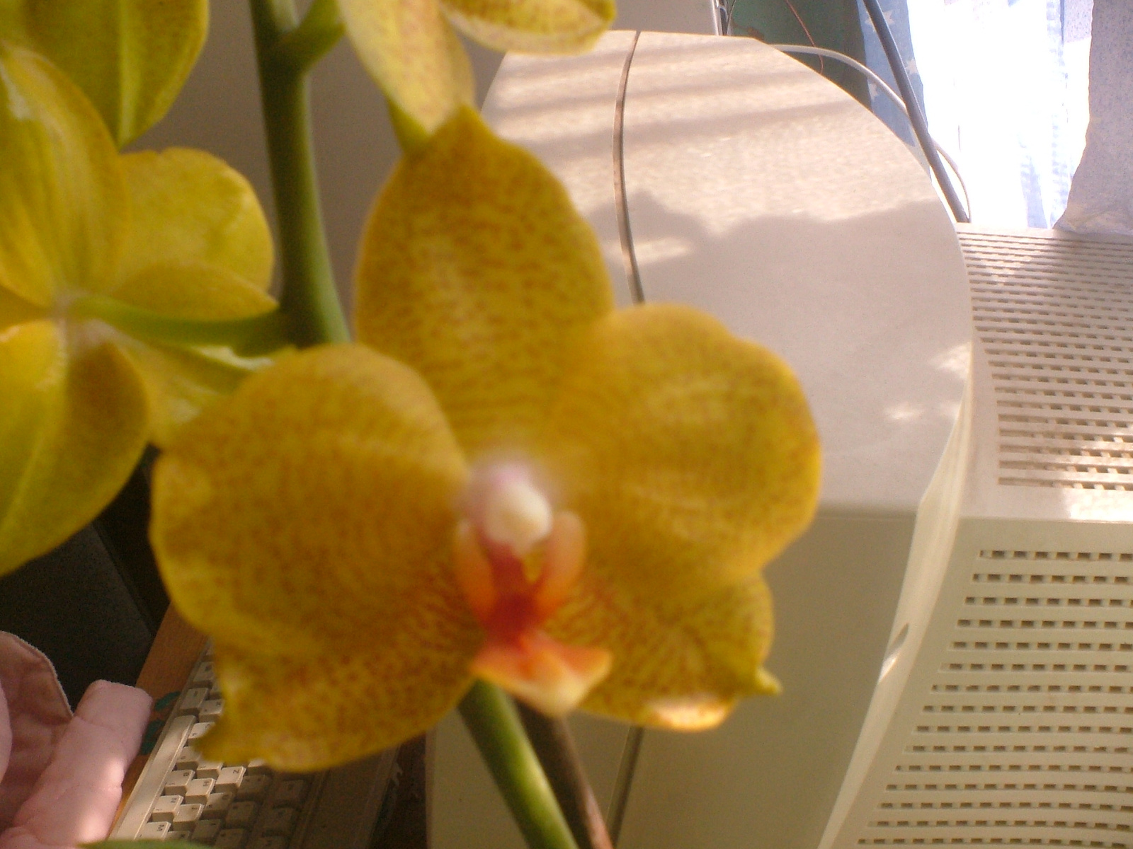orchideák 003