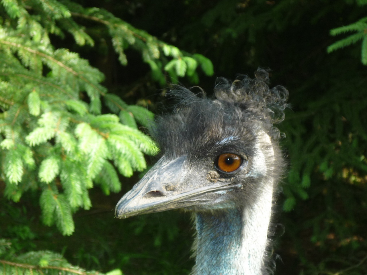 Emu :-)