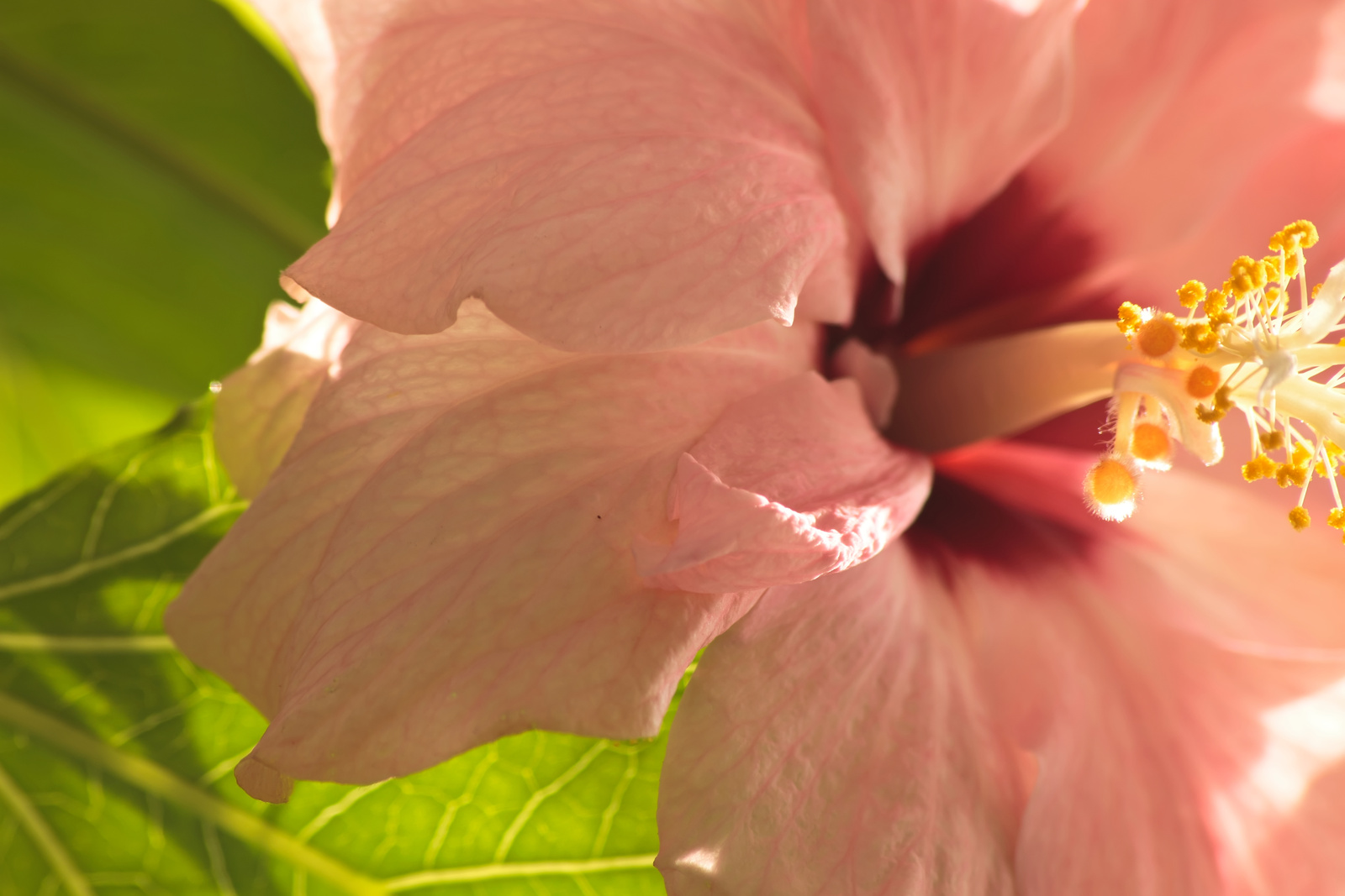 Pink Hibiscus