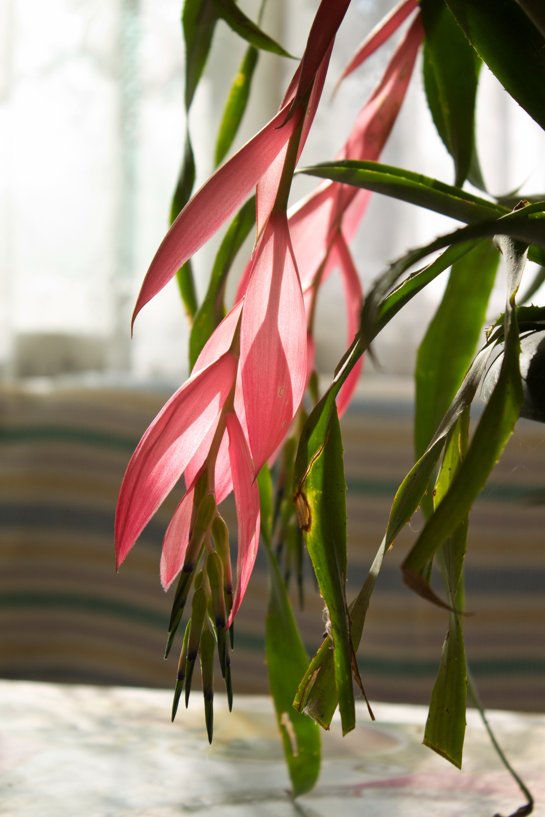 Billbergia